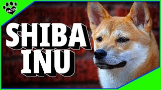 Shiba Inu Japanese Dogs 101 Japans Oldest and Most Unique Dog Breed [upl. by Nissa]