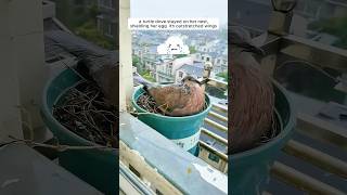 A woman supported a mother turtle dove in raising her chicks [upl. by Britt]