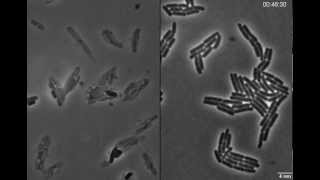 Exploding bacteria with penicillin [upl. by Stormy]