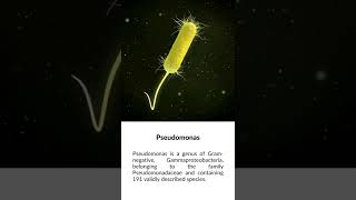 What is Pseudomonas Bacteria [upl. by Nonohcle]