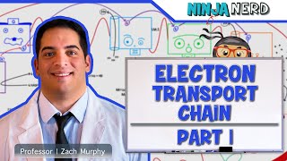 Metabolism  Electron Transport Chain DETAILED  Part 1 [upl. by Einolem198]