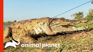 Herpetologists Are Working To Save The Critically Endangered Orinoco Crocodile  Raw Nature [upl. by Hsatan]