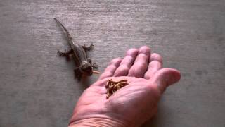 Hand feeding our resident Western Fence lizards [upl. by Dirraj327]