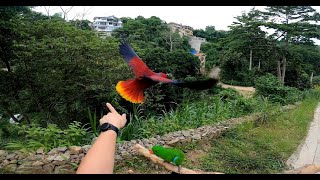 Free Flying Eclectus Parrots  Short Session [upl. by Lynnelle153]