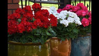 Gardening Tip  Keep Geraniums Blooming AllSeason [upl. by Oicinoid]