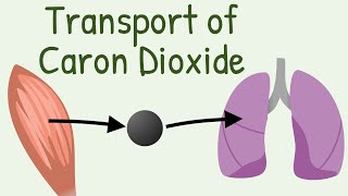 Transport of Carbon Dioxide in blood [upl. by Lehcear]