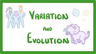 GCSE Biology  Variation and Evolution 68 [upl. by Arramat]