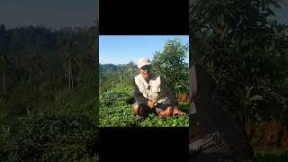 Tanaman Cover Crop Arachis Pintoi [upl. by Acinorev]