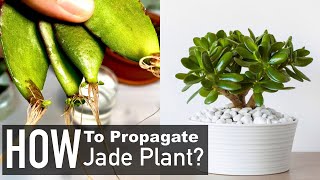 Jade Plant Propagation from Cuttings Crassula Ovata [upl. by Divaj168]