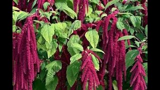 Amaranth Love Lies Bleeding  Starting Seeds For Spring In Milk Jugs Easy [upl. by Riehl94]