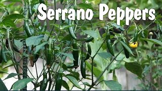 Serrano Peppers  How to grow Serrano Pepper in containers [upl. by Darraj]