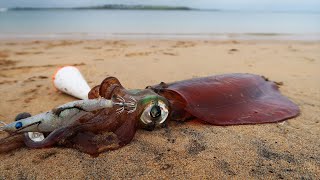 Beach Squid Fishing Tips Tricks and Techniques [upl. by Ainyt352]