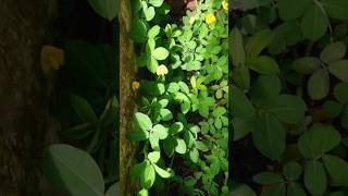 Rumput arachis pintoi  Cak Puput Tesa berkebun gardening nature i [upl. by Britteny]