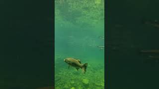 Quabbin Reservoir Underwater Footage  Must Watch in 1080p [upl. by Maya]