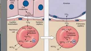 Carbon Dioxide Transport [upl. by Nilrev646]