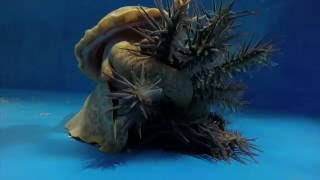 Pacific triton hunts and eats crownofthorns starfish [upl. by Monro408]