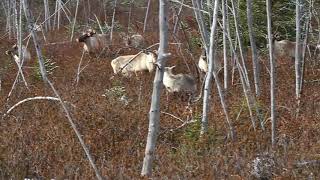 Canadian Migratory Male Caribou Calling Females [upl. by Asille]