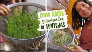 Cómo hacer germinados de lentejas  NUTRIRIANA [upl. by Kinzer168]