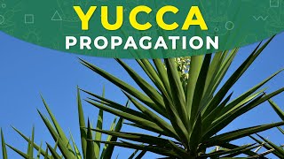 YUCCA PROPAGATION FROM CUTTINGS  ROOTING PROCESS PLANT REPOTTING [upl. by Ishmael]