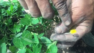 Como reproducir la planta Maní Forrajero Cacahuatillo Arachis pintoi [upl. by Auburn252]