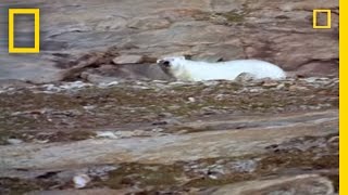 Polar Bear vs Polar Bear Food Snatch  National Geographic [upl. by Ian204]