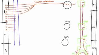 Autonomic Nerves of the Abdomen [upl. by Azile]