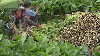 Vietnam Mekong Delta Best of 4 [upl. by Mohandis]