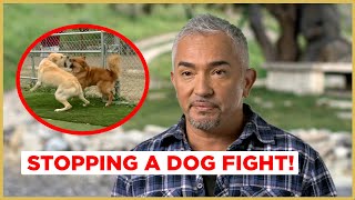 STOPPING A DOG FIGHT  Cesar 911 [upl. by Ocihc333]