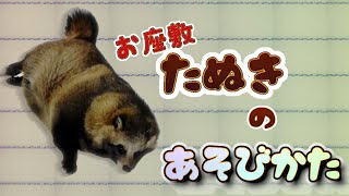 【タヌキと2人暮らし】お座敷タヌキと遊んでみる。Tanuki play with me [upl. by Gnagflow]