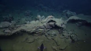 Endeavour Hydrothermal Vents [upl. by Octavia129]