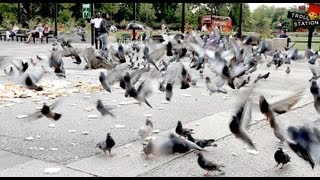 Trollstation Laxative Pigeon Prank [upl. by Niltac]