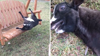 Excited Goat Faints On Swing [upl. by Enegue]