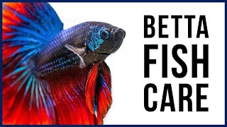 How to Care for Your New Betta Fish [upl. by Adnoel213]