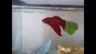 How to teach your Betta 4 different tricks [upl. by Ylrahc]