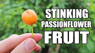 STINKING PASSIONFLOWER FRUIT Passiflora foetida  Weird Fruit Explorer 401 [upl. by Dronski]