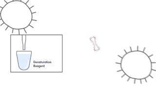 Watch QIAGEN’s digene HC2 HighRisk HPV DNA Test [upl. by Eelano]