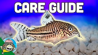 Cory Catfish Care Guide  Aquarium CoOp [upl. by Howlan793]