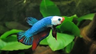 Guía básica para montar el acuario ideal para peces betta [upl. by Conall]