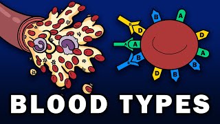 BLOOD TYPES  ABO and Rh Blood Group Systems [upl. by Aeduj492]