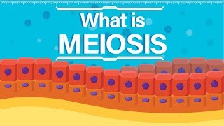 What is Meiosis  Animated Explanation [upl. by Guyer347]