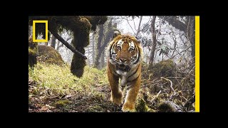 Watch Extremely Rare Footage of Wild Tigers in Bhutan  National Geographic [upl. by Engvall938]