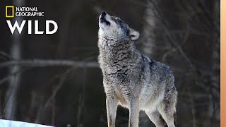 Wolves 101  Nat Geo Wild [upl. by Nnyrat151]