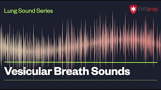 Vesicular Breath Sounds  EMTprepcom [upl. by Ressan]