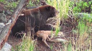 Bear eats elk calf alive  RAW uncut version  Yellowstone National Park [upl. by Ahcsim899]