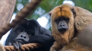 Hear a Howler Monkey Howl [upl. by Retrac]