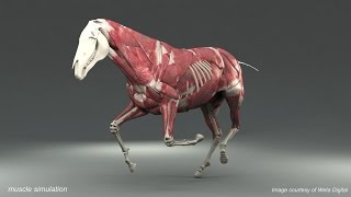 Weta Digital Horse FEM Simulation [upl. by Yenroc]