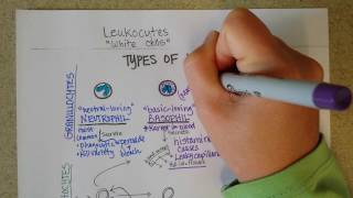 White Blood Cells  Granulocytes amp Lymphocytes  Part 1 [upl. by Nwahsem]