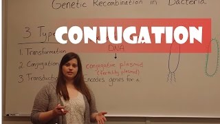 Conjugation in Bacteria [upl. by Leasa]