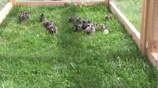 Silver laced Wyandotte chicks in the chicken tractor [upl. by Matrona398]