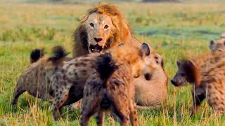 Best Lion Moments Part 1  Top 5  BBC Earth [upl. by Busey]